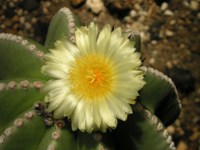 ランポウギョク〔鸞鳳玉〕の花（写真）