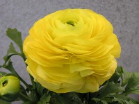 ラナンキュラスの花（写真）