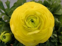 ラナンキュラスの花（写真）