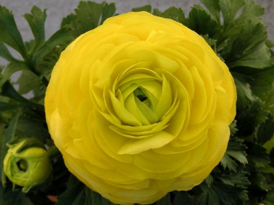 ラナンキュラスの花（写真）