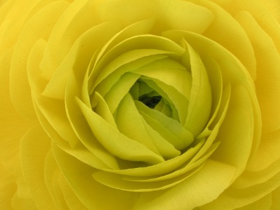 ラナンキュラスの花（写真）