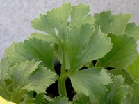 ラナンキュラスの花（写真）