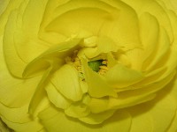 ラナンキュラスの花（写真）