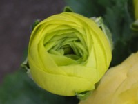 ラナンキュラスの花（写真）