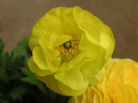 ラナンキュラスの花（写真）