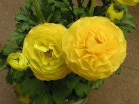 ラナンキュラスの花（写真）