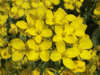 ナノハナ〔菜の花〕の花（写真）