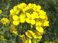 ナノハナ〔菜の花〕の花（写真）