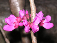 写真「ハナズオウ〔花蘇芳〕の花」