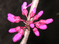 写真「ハナズオウ〔花蘇芳〕の花」