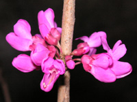 写真「ハナズオウ〔花蘇芳〕の花」