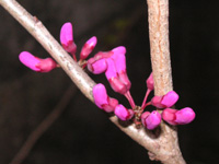 写真「ハナズオウ〔花蘇芳〕の花」
