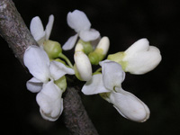 写真「シロバナハナズオウ〔白花花蘇芳〕の花」