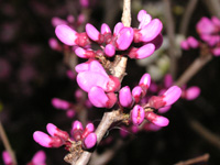 写真「ハナズオウ〔花蘇芳〕の花」