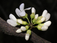 シロバナハナズオウ〔白花花蘇芳〕の花（写真）