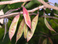 写真「ハナズオウ〔花蘇芳〕の花」