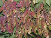 ハナズオウ〔花蘇芳〕の実（写真）