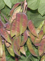 ハナズオウ〔花蘇芳〕の実（写真）