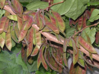 ハナズオウ〔花蘇芳〕の実（写真）