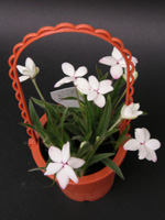 写真「アッツザクラ〔アッツ桜〕の花」