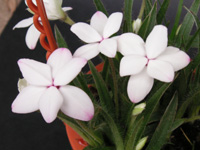 写真「アッツザクラ〔アッツ桜〕の花」