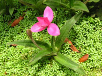 写真「アッツザクラ〔アッツ桜〕の花」