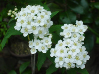 コデマリ〔小手毬〕の花（写真）