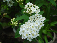 コデマリ〔小手毬〕の花（写真）