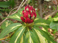 シャクナゲ〔石楠花〕の花