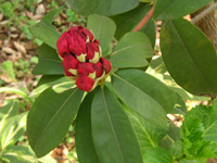 シャクナゲ〔石楠花〕の花