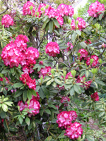 シャクナゲ〔石楠花〕の花