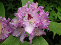 シャクナゲ〔石楠花〕の花