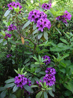 シャクナゲ〔石楠花〕の花