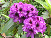 シャクナゲ〔石楠花〕の花