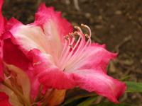 シャクナゲ〔石楠花〕の花