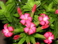 写真「ロケア〔Rochea〕の花」