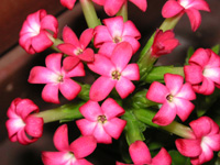 写真「ロケア〔Rochea〕の花」