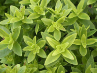 写真「ロケア〔Rochea〕の葉」