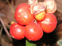 オモト〔万年青〕の花（写真）