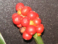 オモト〔万年青〕の花（写真）