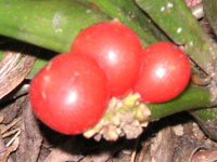 オモト〔万年青〕の花（写真）