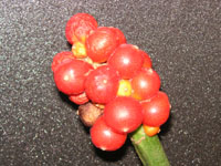 オモト〔万年青〕の花（写真）