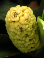 オモト〔万年青〕の花（写真）