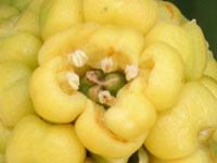 オモト〔万年青〕の花（写真）