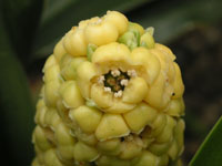 オモト〔万年青〕の花（写真）