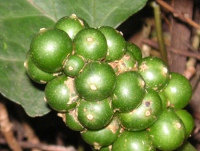 オモト〔万年青〕の花（写真）