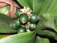 オモト〔万年青〕の花（写真）