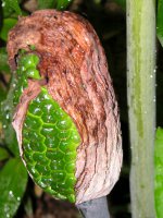 オモト〔万年青〕の花（写真）