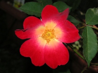 バラ〔薔薇〕の花（写真）