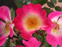 バラ〔薔薇〕の花（写真）